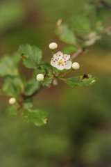 butterfly on a flower