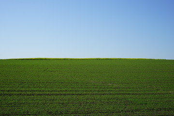 green field and blue sky