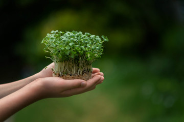 grass green grow hand nature 