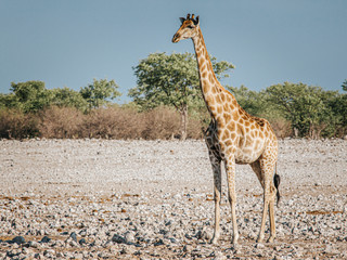 Giraffe, Giraffa camelopardalis, Etosha National Park, Namibia, Africa