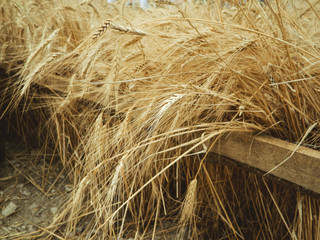 Mounted wheat ears installation in summer