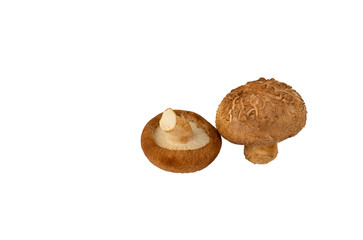 Shiitake mushrooms isolated from white background