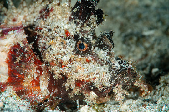 papuan scorpionfish fish on sand
