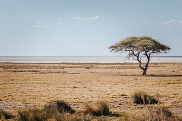 Iconic Acacia tree and Etosha Pan, Etosha National Park, Namibia, Africa