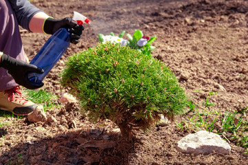 A woman treats a conifer with a protective compound.