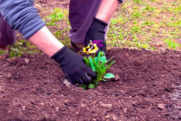 Fototapeta premium Woman plants a flower in the ground