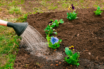 Watering flowers after planting in the ground