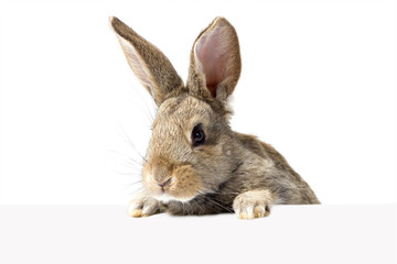 gray fluffy rabbit looking at the signboard. Isolated on white background. Easter bunny