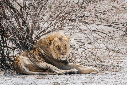 A large male lion rests under scant shade provided by a dried out tree in Etosha national park, Namibia
