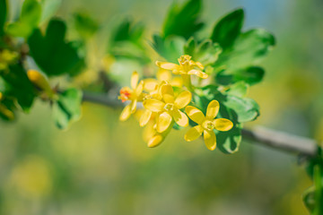 yellow currant macro shot