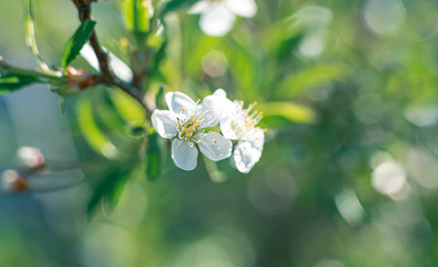 macro shot of white cherry flowers