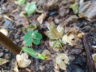 clover and maple RP1
