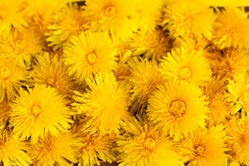 A large number of yellow dandelions. Natural background for your text.