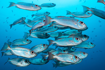school of crescent-tail bigeye fish