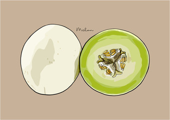 Vector Illustration of Melon fruit in half