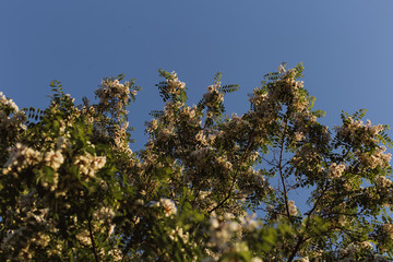 Obraz na płótnie Canvas Acacia. Tree on a blue background. Tree against the sky. White blooming acacias tree on a sunny day during the spring season against a blue sky
