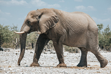 African elephant (Loxodonta africana) on the open plains of the Etosha National Park, Namibia, southern Africa - obrazy, fototapety, plakaty