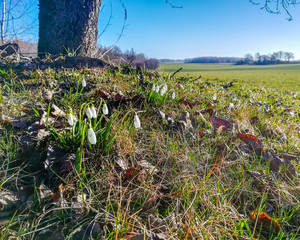 Vintage view of snowdrops in rural countryside home during sunny spring day next to an apple tree trunk