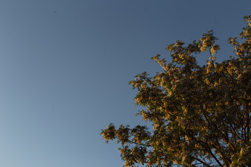 Acacia. Tree on a blue background.  Tree against the sky. White blooming acacias tree on a sunny day during the spring season against a blue sky