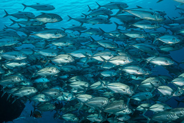 Fototapeta na wymiar school of bigeye trevally fish