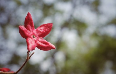 Harlequin Glory Bower Flower or Clerodendrum Trichotomum with Selective Focus and Copy Space for Texts Writing, Aslo known as Glorytree or Peanut Butter Tree