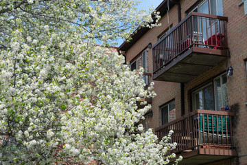 White Flowering Tree during Spring next to Balconies on a Residential Building in Astoria Queens New York