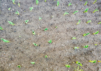 Young sprout of a tulip on the ground, top view. Seedlings of flowers. Background of young tulip flowers. How a tulip grows.