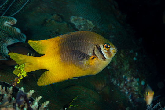 yellowtail damsel fish with dark bar