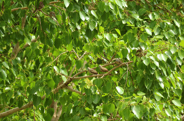 Group of Wild Zebra Doves Sleeping and Preening on a Big Tree