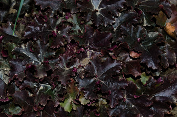 Red Heichera Leaves in the Garden