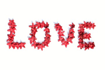Love Word Written with Harlequin Glory Bower Flowers or Clerodendrum Trichotomum Isolated on White Background
