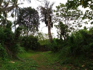 Naklejka premium path in the forest
