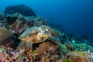 Obraz na płótnie Canvas hawksbill sea turtle on a reef