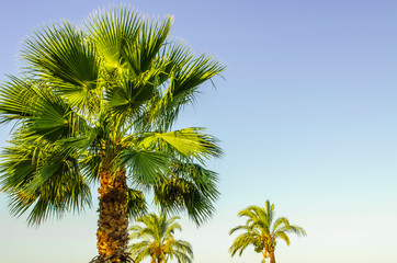 green leaves of palm tree against blue clear sky. . Close-up. Slow motion. Summer holiday concept. Natural botanical backdrop. Floral background. Sunny day. Sunlight. Selective focus image. Copy space