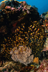 Naklejka na ściany i meble school of largespined glassfish on a reef