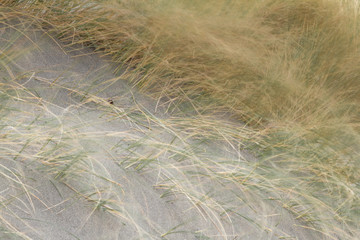 Grass blowing in the wind