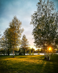 Dramatic high contrast vintage sunset ray of light illuminating birch tree with leaves in urban park next to a river