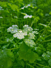 Petersilie mit Wassertropfen