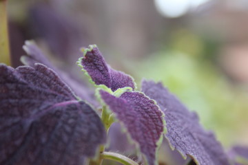 lavender in the rain