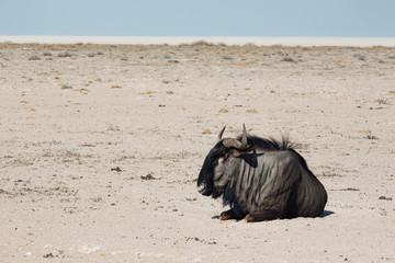 Blue Wildebeest (Connochaetes taurinus) in Etosha National Park, Namibia