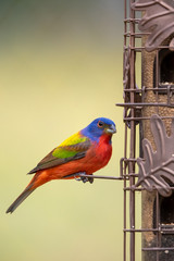 Painted Bunting male at bird feeder 