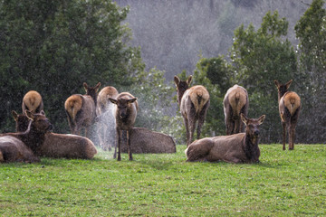 Roosevelt elk - Cervus canadensis roosevelti