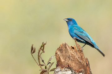 Indigo Bunting male perched on snapped tree trunk