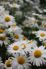 Beautiful large daisies in a flower bed in summer