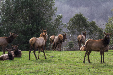 Roosevelt elk - Cervus canadensis roosevelti