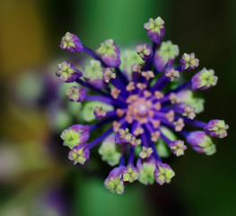 close up of purple tassel hyacinth flower
