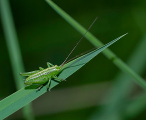green cricket on the grass on blurred background 
