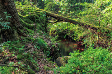 A long exposure of a creek flowing in a natural park