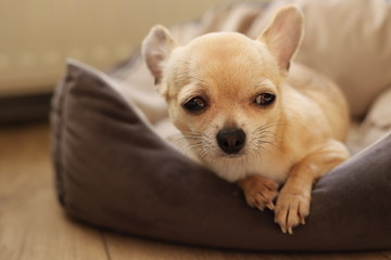 A small dog mini beige chihuahua laying in sunshine on sofa