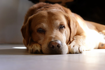 Labrador retriever dog lies down the floor